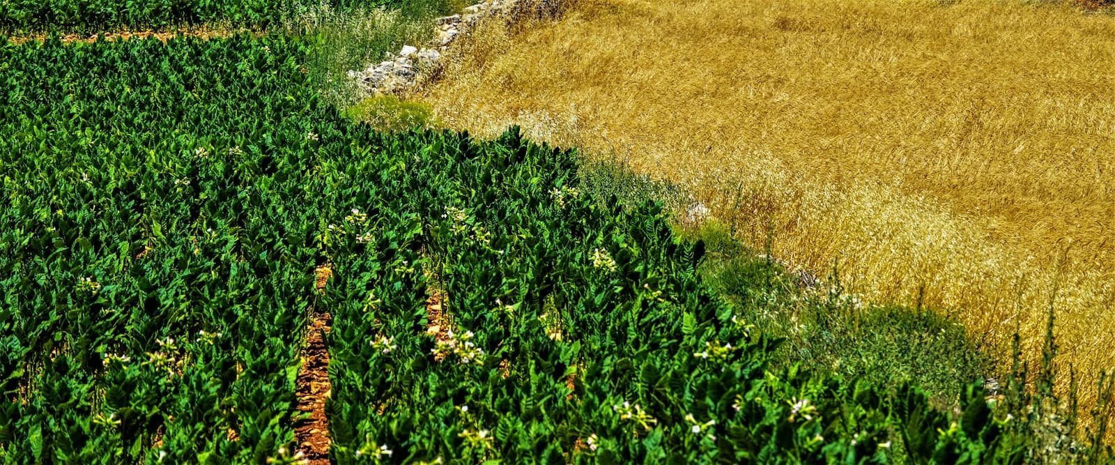 Indian farmer spraying crop protection medicine with spray machine in field